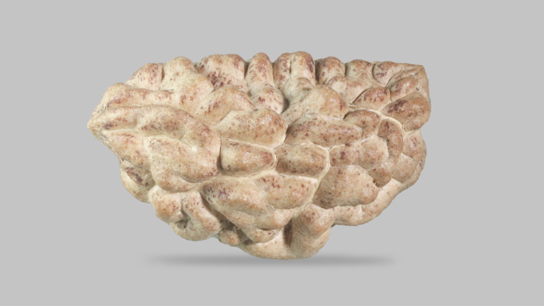 1 Mukhi Rudraksha