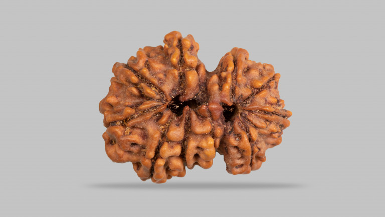 10 Mukhi Rudraksha