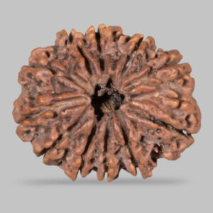 11 Mukhi Rudraksha