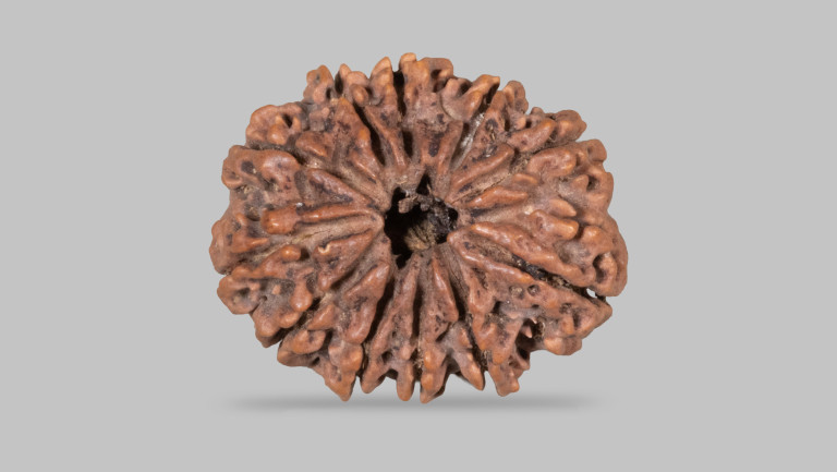 11 Mukhi Rudraksha