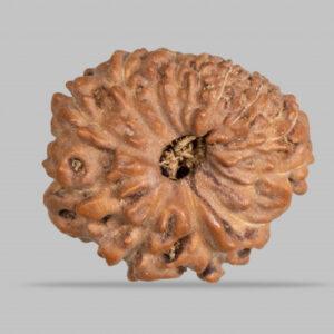 12 Mukhi Rudraksha