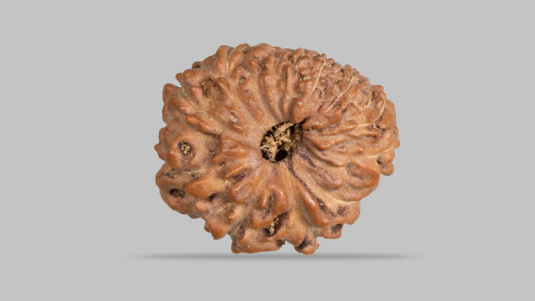 12 Mukhi Rudraksha