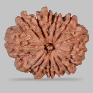13 Mukhi Rudraksha