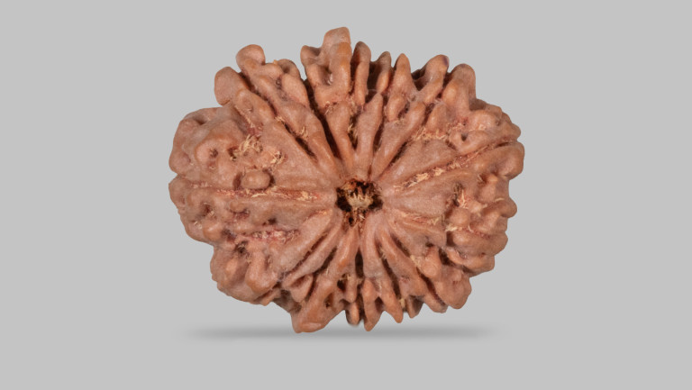 13 Mukhi Rudraksha