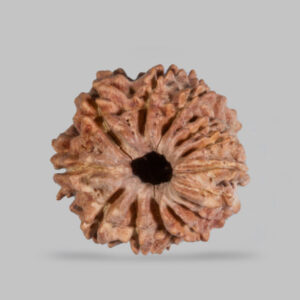 14 Mukhi Rudraksha