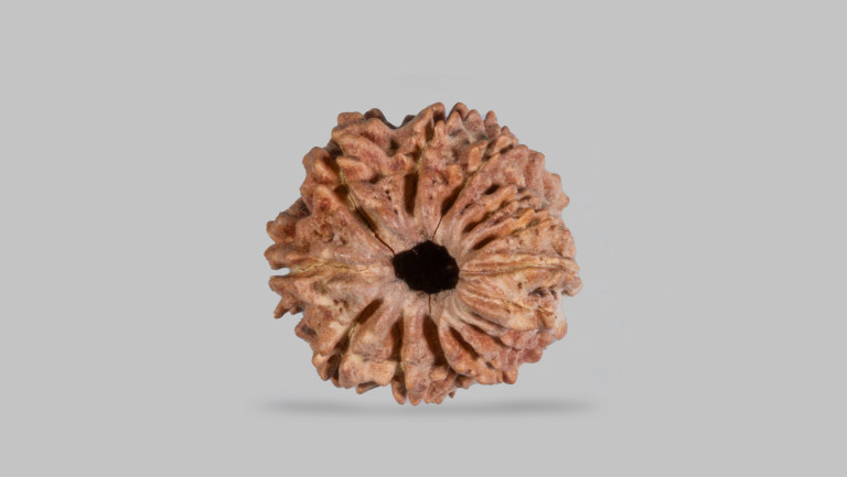 14 Mukhi Rudraksha