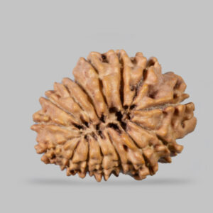 15 Mukhi Rudraksha