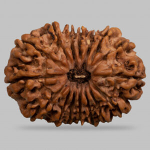 16 Mukhi Rudraksha