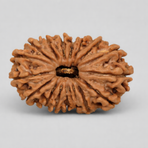 17 Mukhi Rudraksha