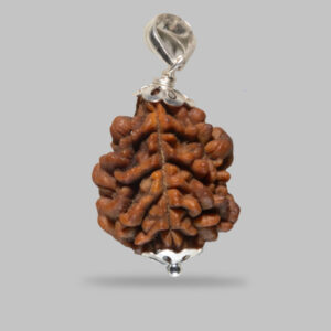 2 Mukhi Rudraksha