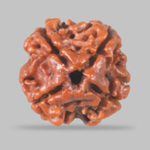 4 Mukhi Rudraksha