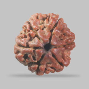 6 Mukhi Rudraksha