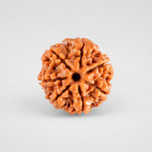 7 Mukhi Rudraksha