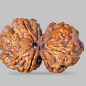 9 Mukhi Rudraksha