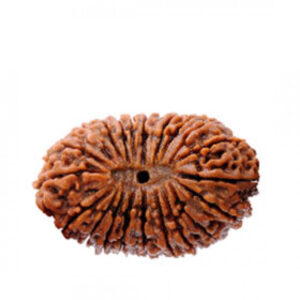 21 Mukhi Rudraksha