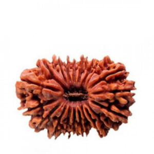 20 Mukhi Rudraksha