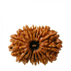 18 Mukhi Rudraksha