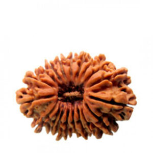 19 Mukhi Rudraksha